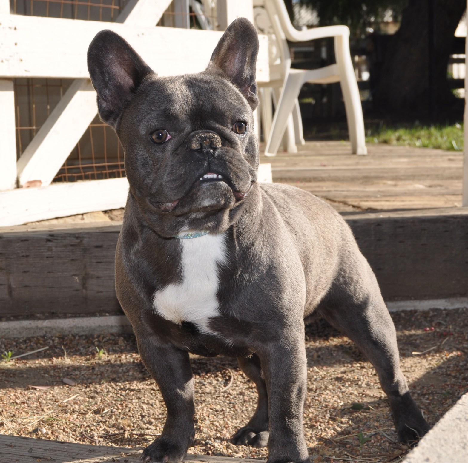 French Bulldog Puppies Available from Luck French Bulldogs