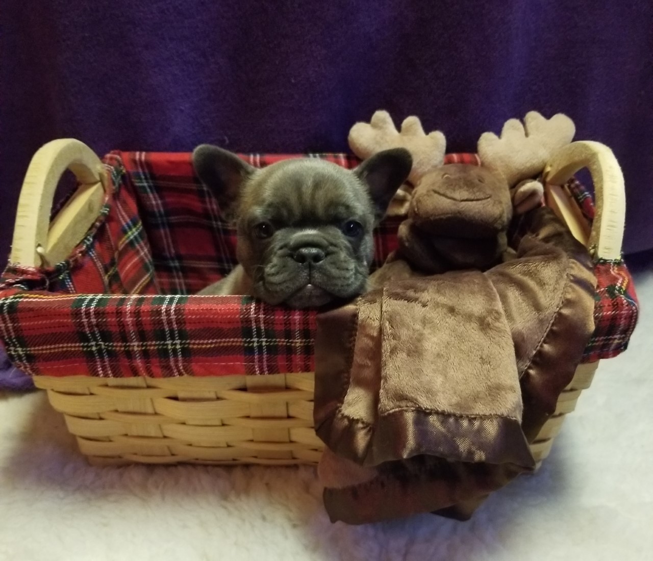 French Bulldog Puppies Available from Luck French Bulldogs