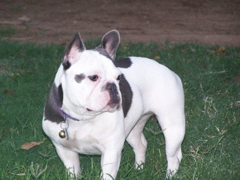 Exotic French Bulldogs from Luck French Bulldogs
