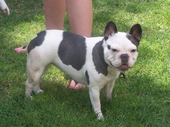 Exotic French Bulldogs from Luck French Bulldogs